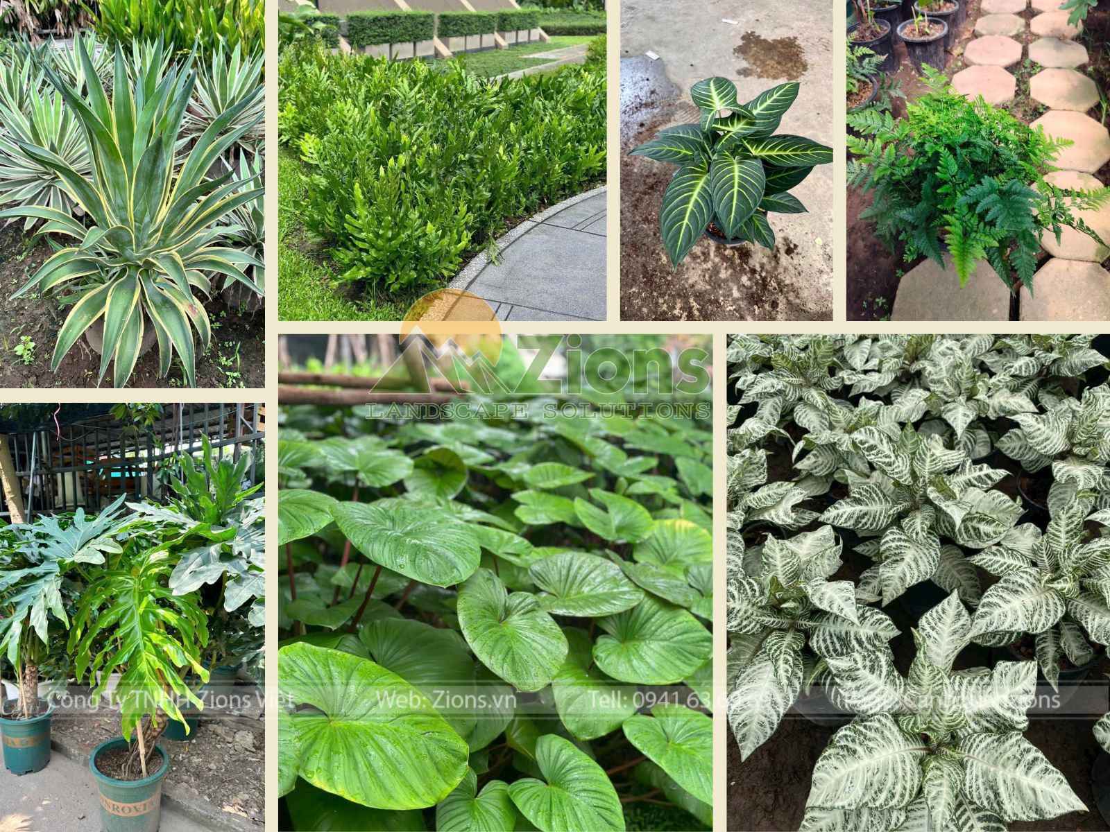 Các Loại Cây Trồng Nhiều Ở Miền Nhiệt Đới