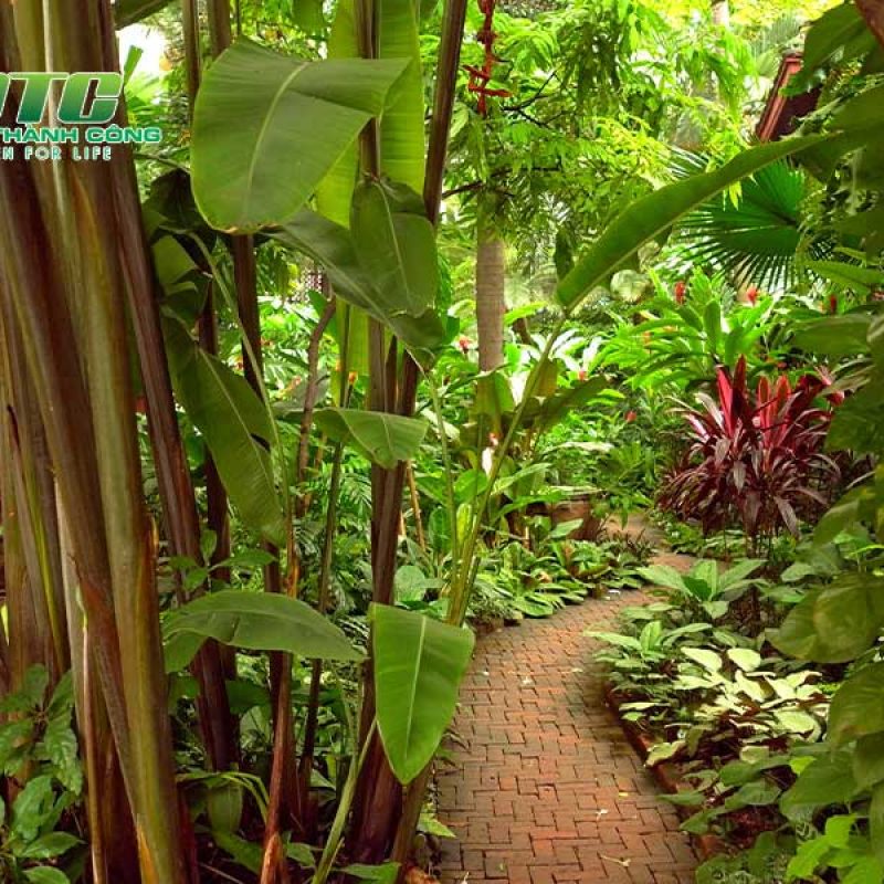 Vườn Cây Nhiệt Đới: Khám Phá Thế Giới Xanh Mướt Gallery 1