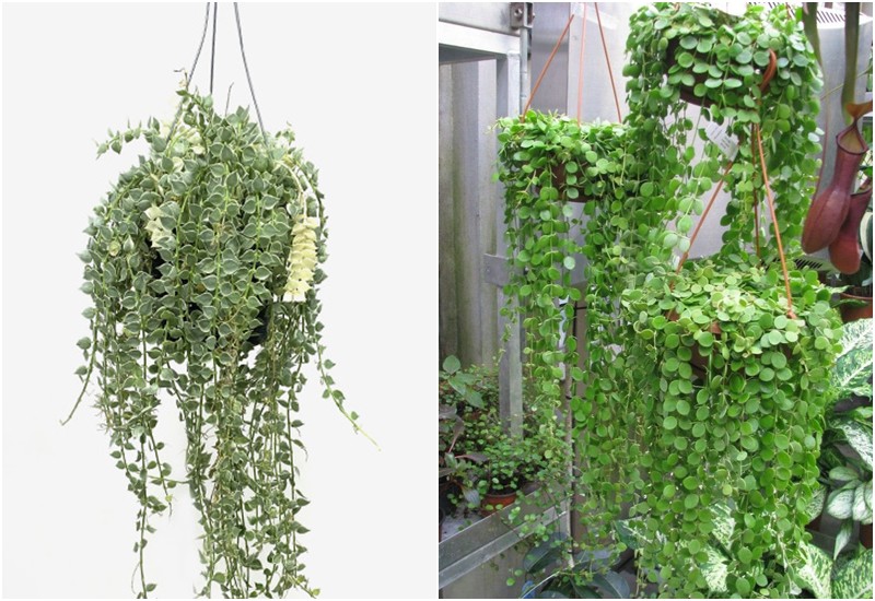 Cây Rủ Treo Ban Công: Làm Sao Chọn Được Loại Cây Phù Hợp? Gallery 1