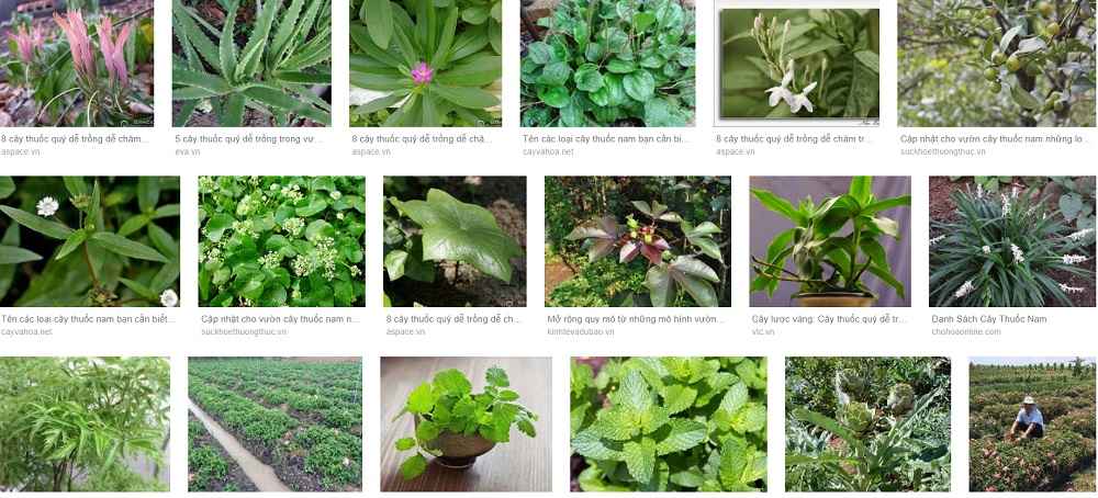 Những Cây Làm Thuốc Hiệu Quả Tại Việt Nam Gallery 1