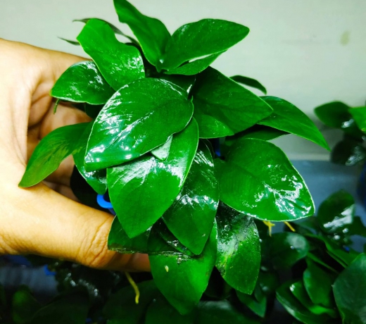 Cây Thủy Sinh Không Cần Đất Nền và CO2 Gallery 1