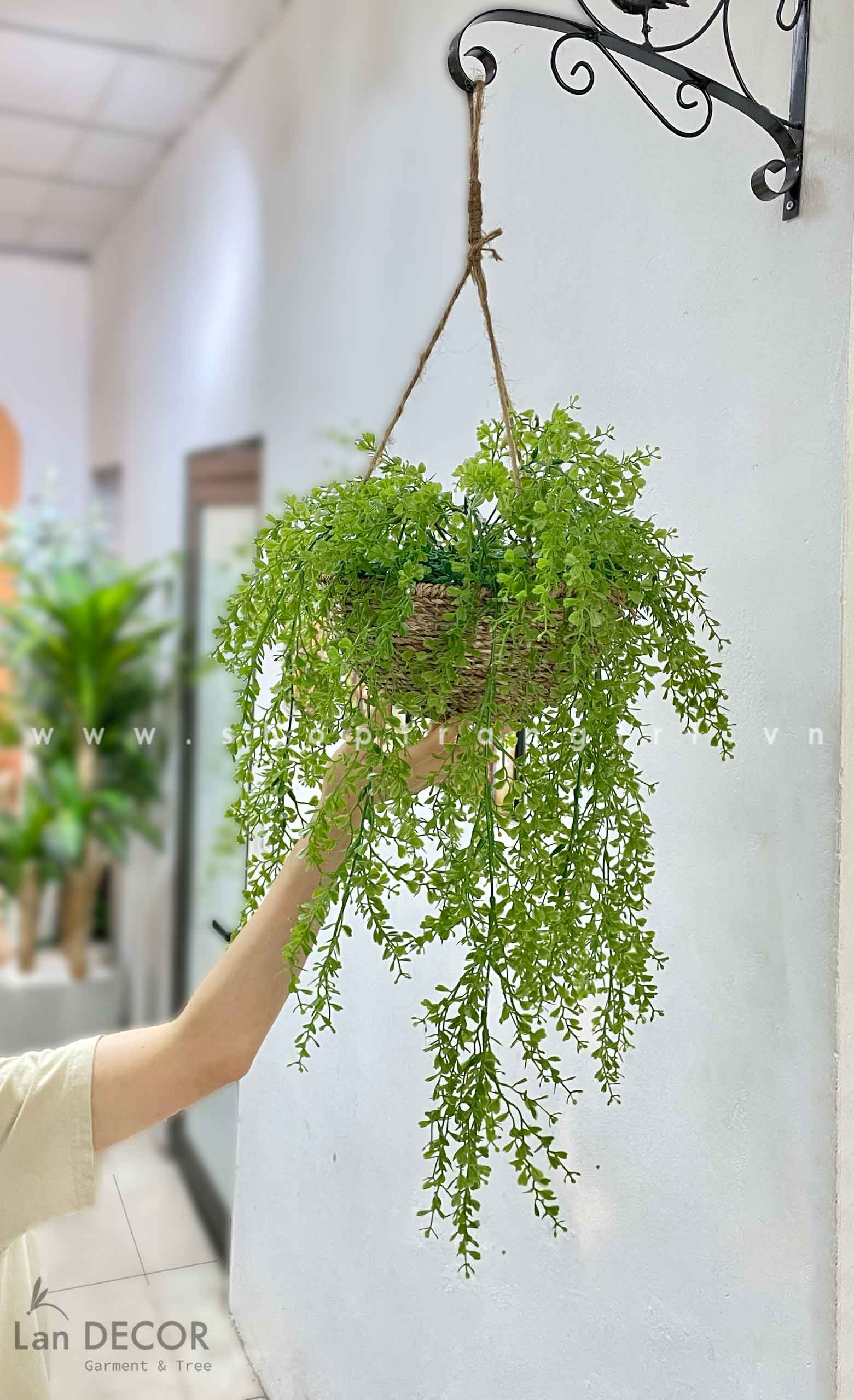 Các loại cây treo rủ đẹp mắt cho không gian sống của bạn