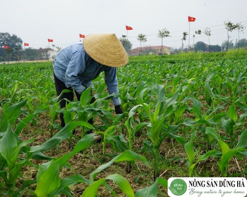 Ruộng Cao Trồng Màu, Ruộng Cấy Chiêm Gallery 2