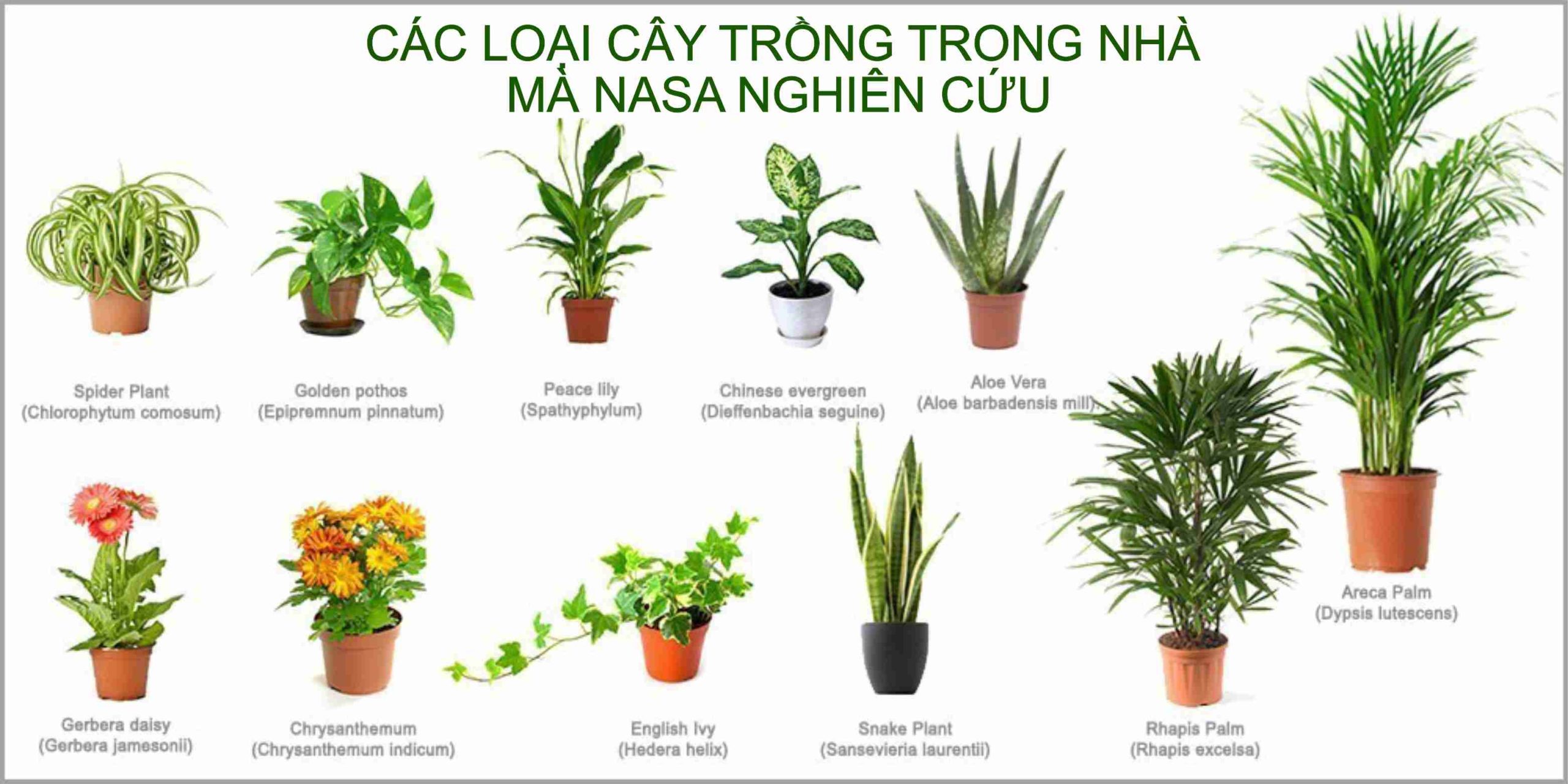 Cay trong trong nha Gallery 1