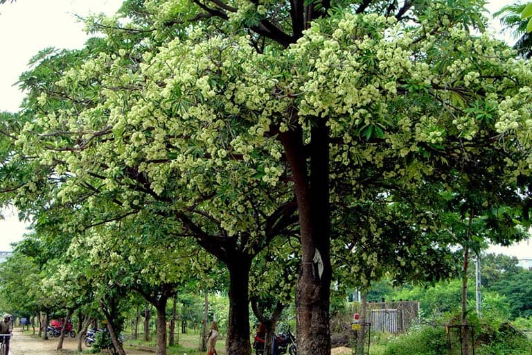 Các Loại Cây Xanh Phổ Biến Và Ứng Dụng Của Chúng
