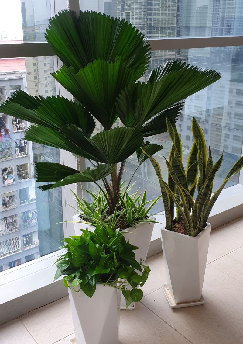 Chậu Cây Cảnh Loại To: Lựa Chọn Hoàn Hảo Cho Không Gian Xanh Lớn Gallery 1