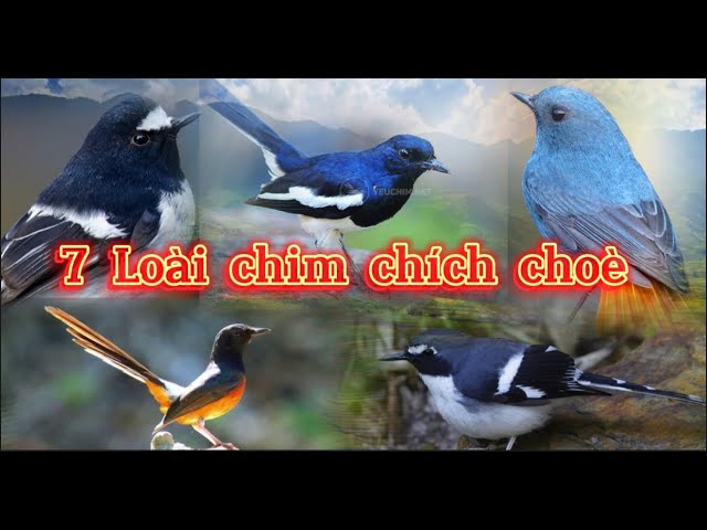 Các Loại Chim Chích Chòe
