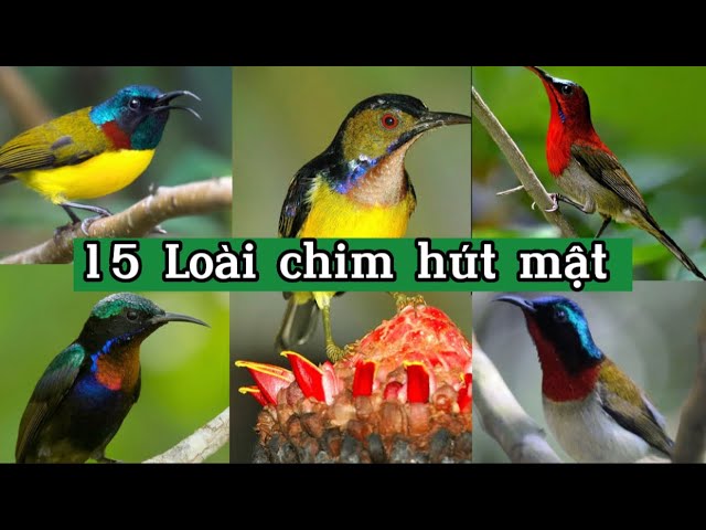 Chim hút mật hot: Những loài chim hút mật đẹp và thu hút nhất Gallery 1