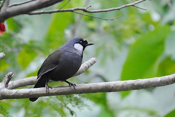 Các Loại Chim Khướu