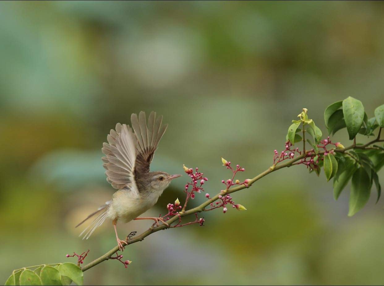 Chim gì nhảy nhót trên đồng? Gallery 1