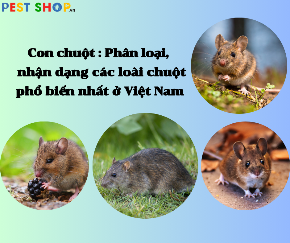 Chuột là loài gì? Gallery 2