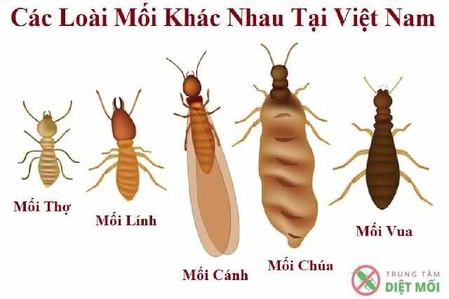 Ai Là Con Mồi? Gallery 1