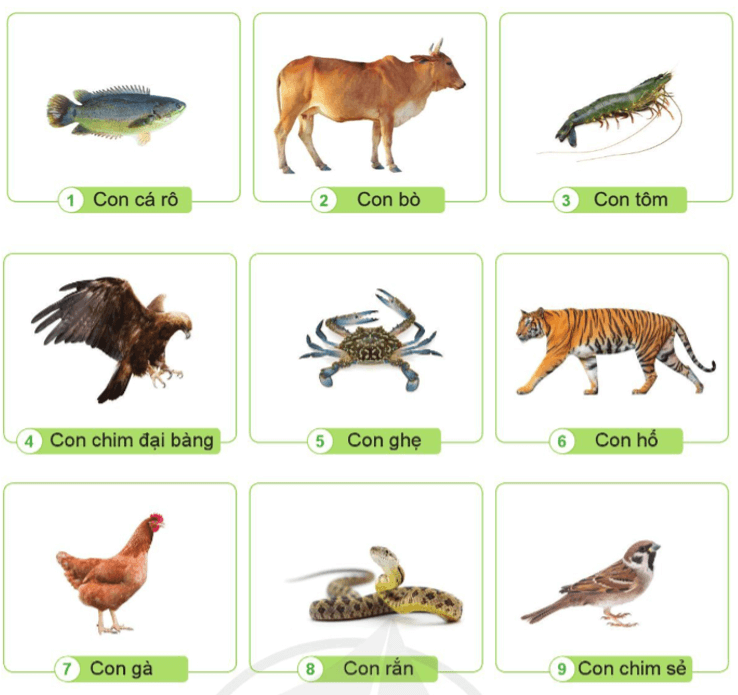 Thế giới động vật thú vị dành cho học sinh lớp 3 Gallery 1