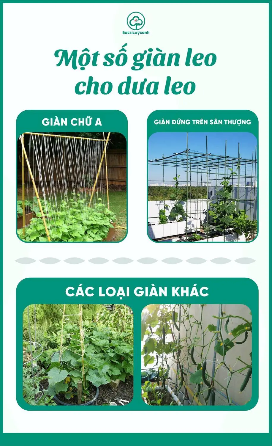Làm Giàn Dưa Chuột Hiệu Quả, Đơn Giản Gallery 1