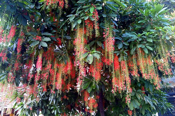 Cây Lộc Vừng Giống: Nguồn Cung Cấp Uy Tín, Chất Lượng Cao Gallery 1