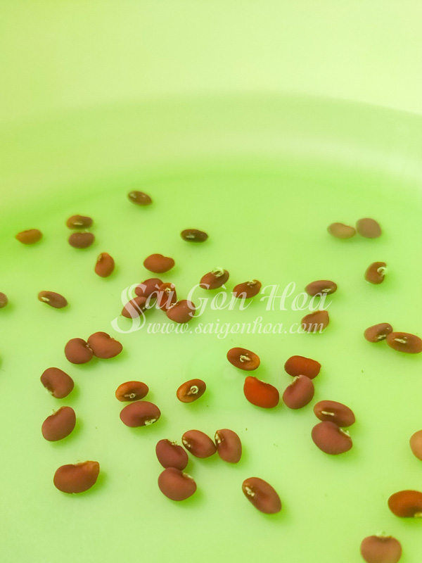 Hạt giống nào nảy mầm nhanh nhất? Gallery 2