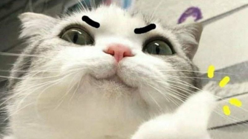 Mèo Meme: Nguồn Gốc, Loại Hình và Sự Phổ Biến Gallery 2