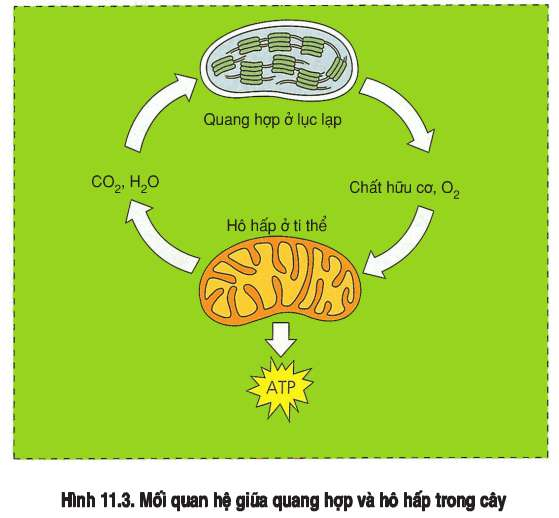 Quá trình hô hấp có ý nghĩa gì? Gallery 2
