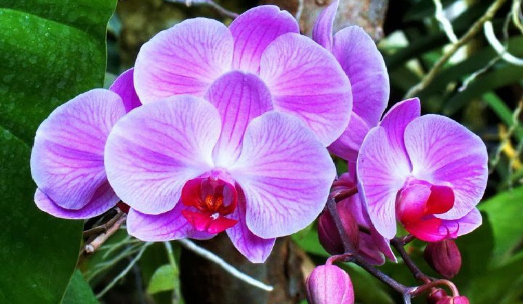Hoa Lan Tím Đẹp Nhất Gallery 1