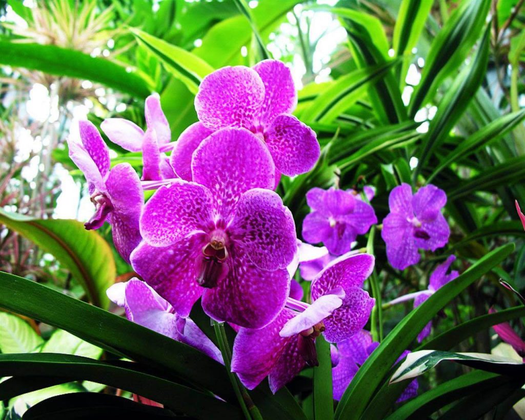 Hoa Lan Tím Gallery 2