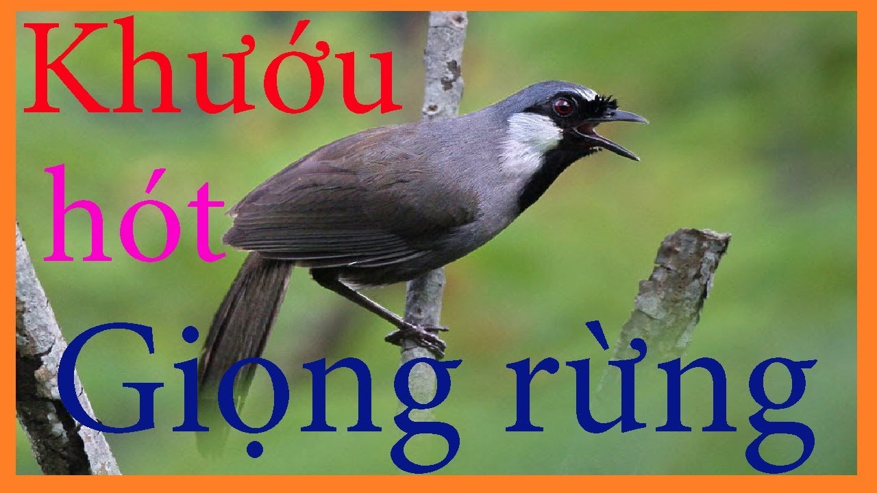 Khướu Hót Hay Nhất: Top Những Giọng Hót Tuyệt Vời Gallery 1
