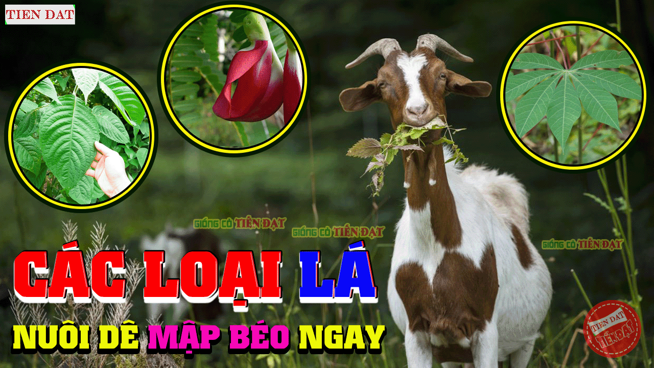 Dê ăn lá cây gì? Gallery 1
