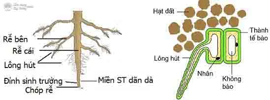 Lông Hút Là Gì? Tìm Hiểu Về Loại Vật Liệu Này Gallery 2