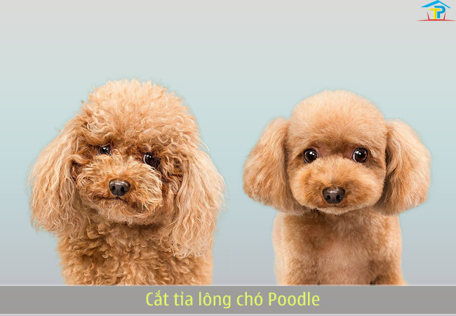 Mẫu Lông Chó Poodle Gallery 1