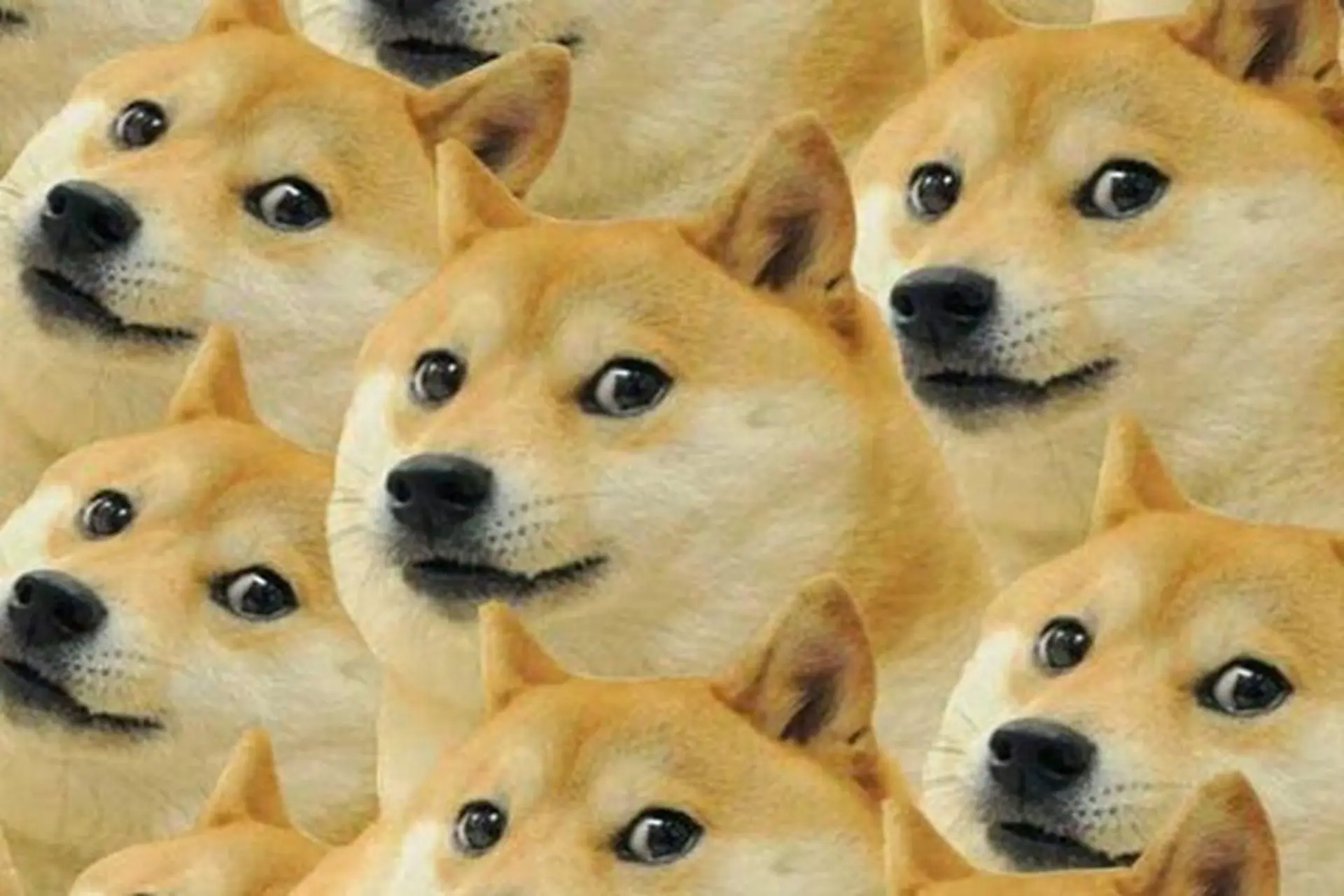Meme Chó - Nguồn Cảm Hứng Vô Tận Dành Cho Dân Mạng Gallery 1