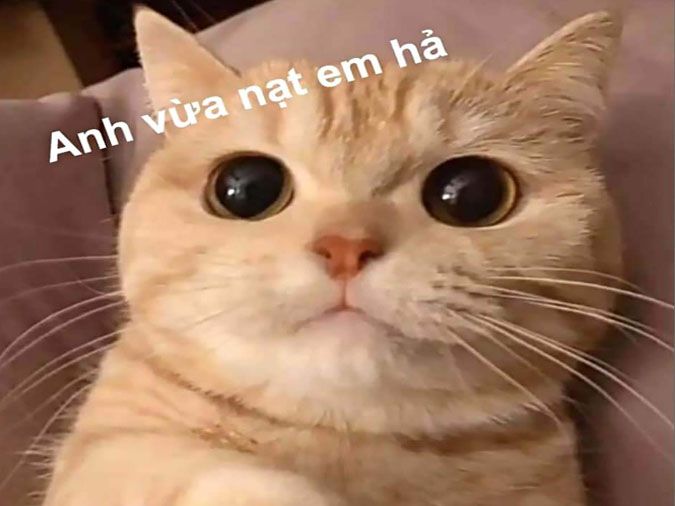 Meme Đắc Ý Là Gì? Giải Mã Biểu Cảm Chiến Thắng Gallery 1