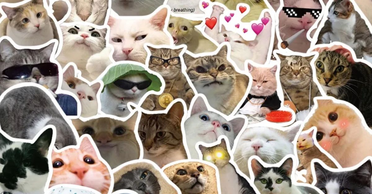 Meme Mèo: Nguồn Cảm Hứng Vô Tận Từ Thế Giới Mèo Gallery 1