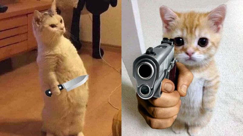 Hình Meme Là Gì? Tất Tần Tật Về Meme Trên Internet Gallery 2
