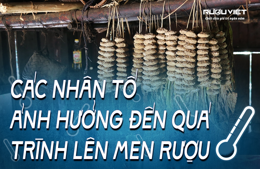 C6H12O6 và Quá Trình Lên Men Rượu Gallery 2