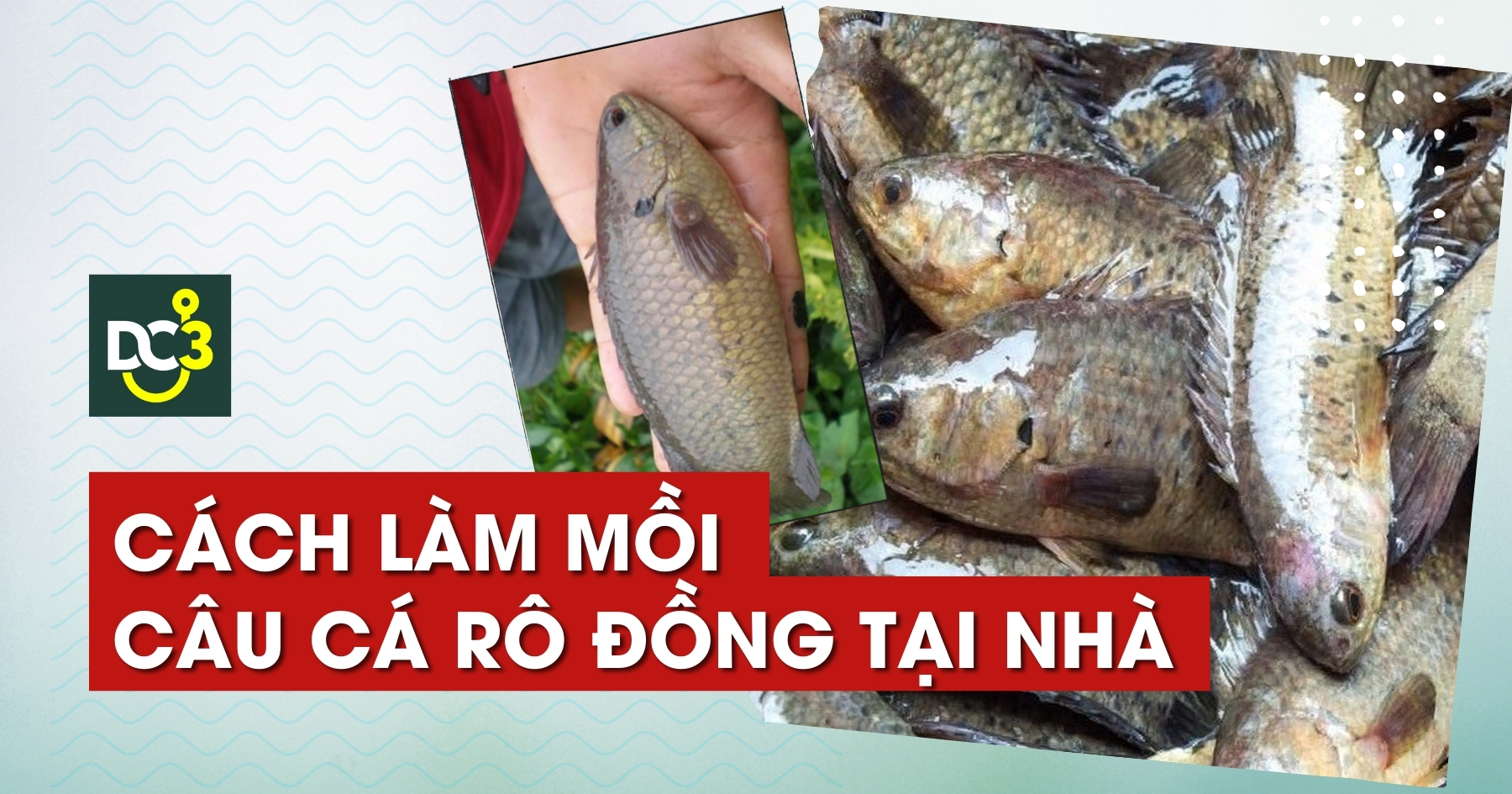 Cách Làm Mồi Câu Cá Rô Đồng Hiệu Quả Nhất Gallery 1