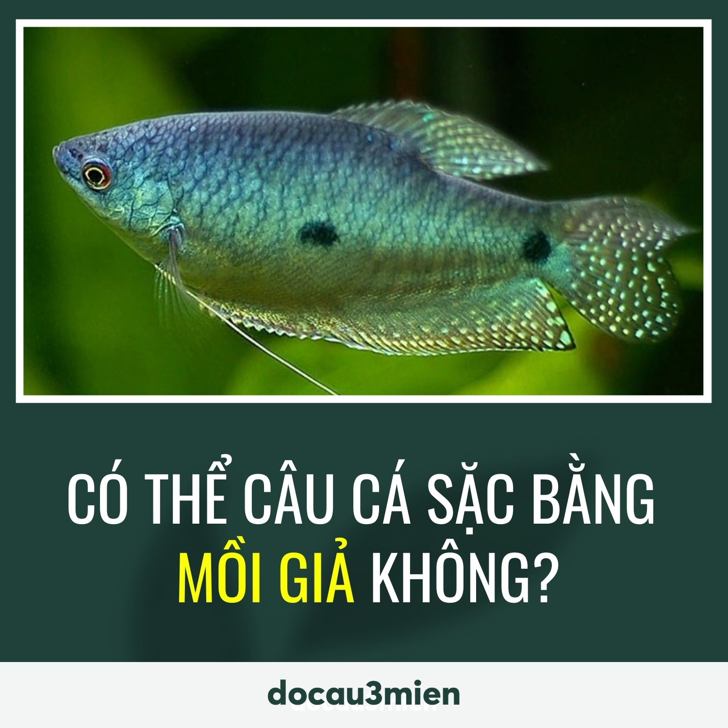 Mồi câu cá sặc hiệu quả nhất Gallery 1