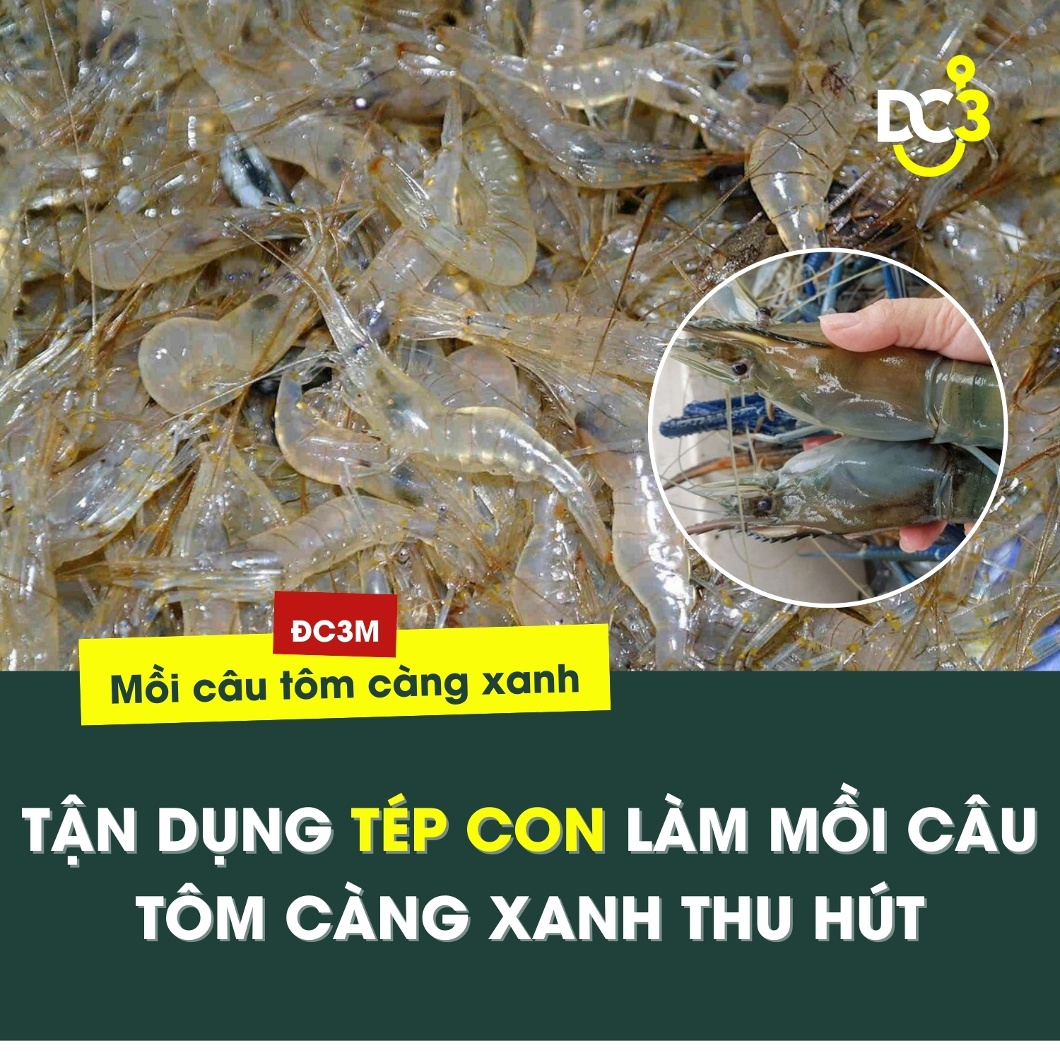 Cách Làm Mồi Đánh Tôm Hiệu Quả Gallery 1