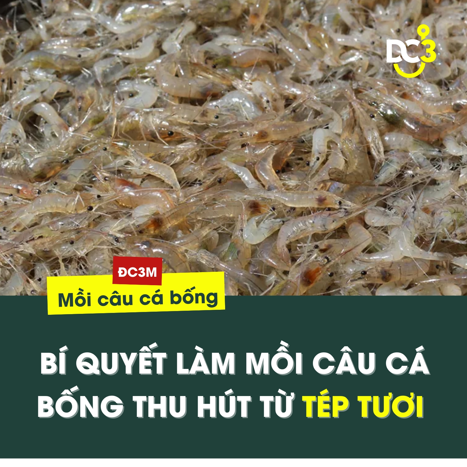 Mồi Đặt Cá Bống Dừa Hiệu Quả Nhất Gallery 1