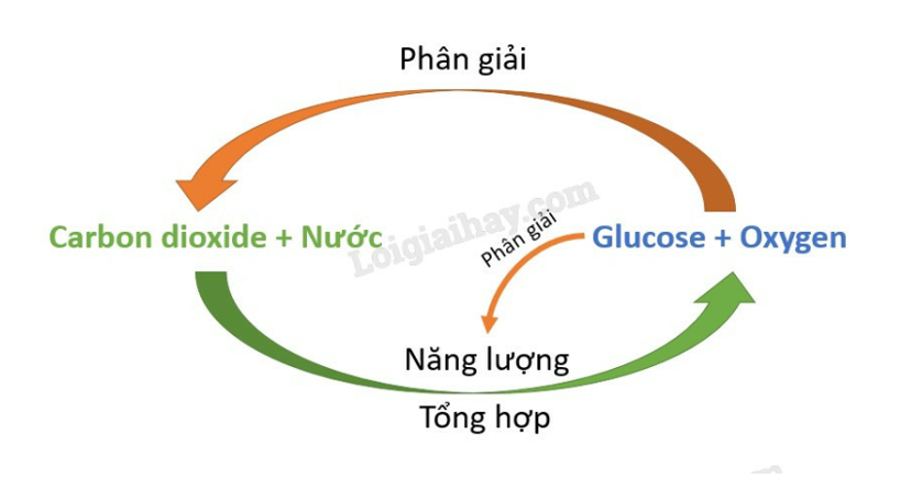 Mối Quan Hệ Hữu Cơ Là Gì? Gallery 1