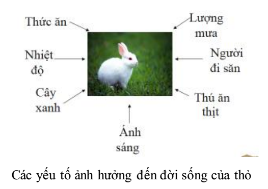 Môi trường sống của thỏ Gallery 2