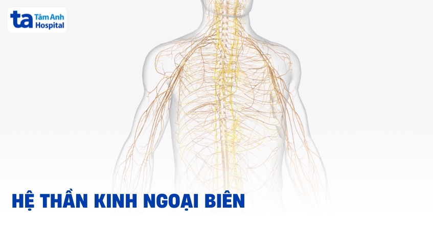 Ngoại biên là gì? Gallery 1