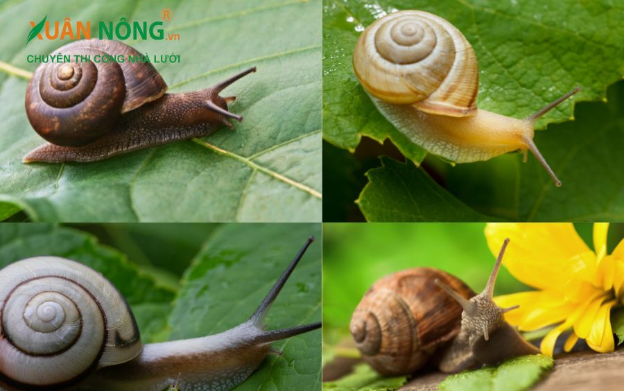 Ốc sên không vỏ Gallery 2