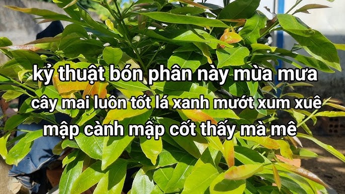 Bón phân gì cho cây mai mập cành? Gallery 1