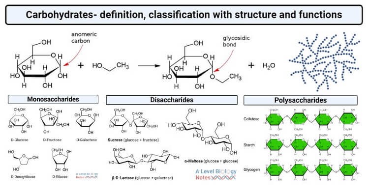 Monosaccharide + Monosaccharide → Gallery 1