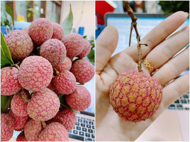 Các Loại Quả Vải: Hướng Dẫn Chi Tiết và Đầy Đủ