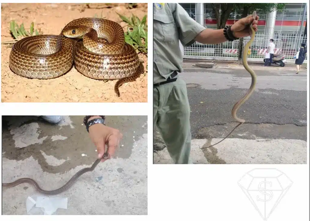 Các Loài Rắn Thường Gặp Trong Nhà