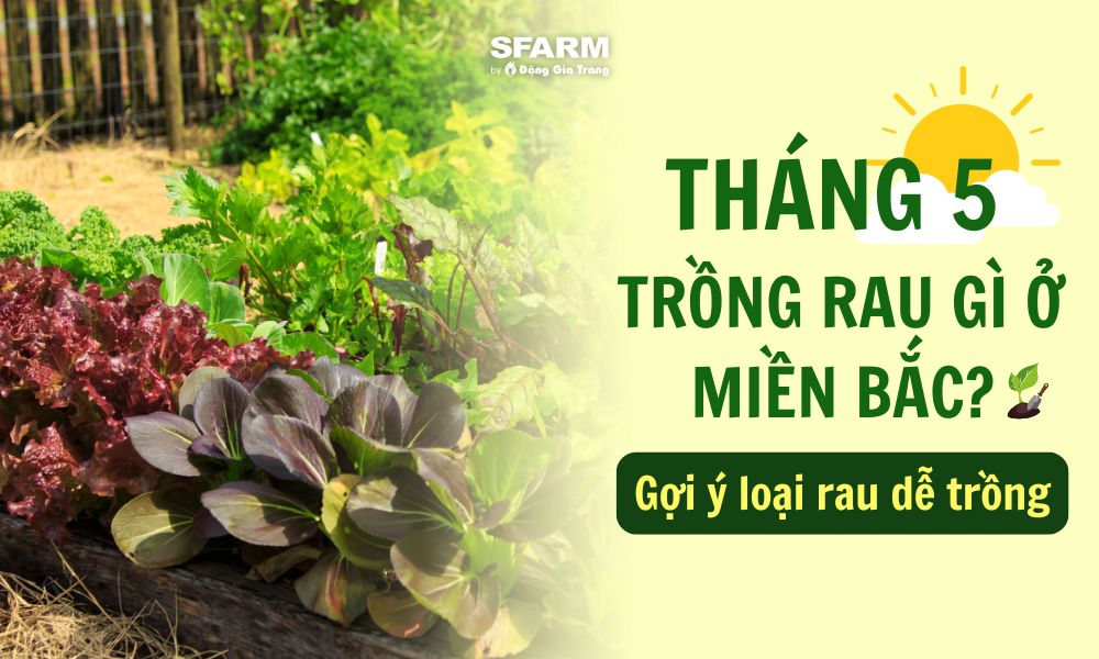 Mùa hè trồng rau gì ở miền Bắc? Gallery 2