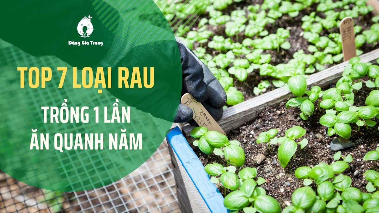 Các loại rau trồng 1 lần ăn quanh năm Gallery 2