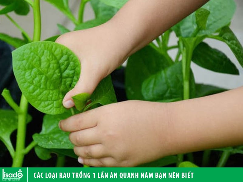 Các loại rau trồng 1 lần ăn quanh năm Gallery 1