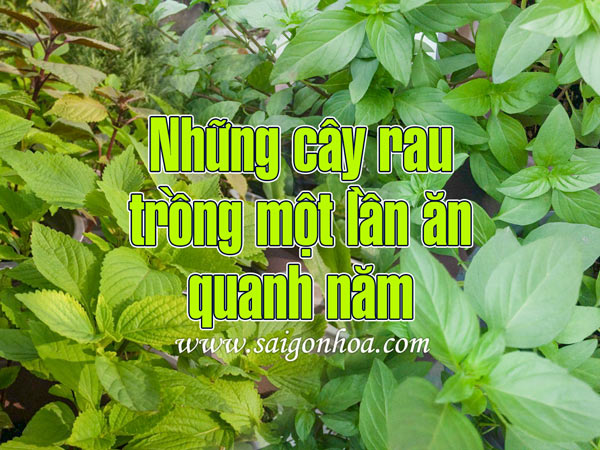 Các loại rau trồng 1 lần ăn quanh năm