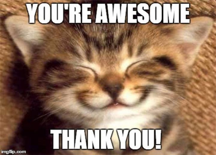 Thank You Meme Cute Gallery 2